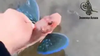 Коран- это совершенное лекарство.