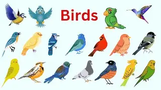 Learn birds name for kids | Learn birds name in english | Educational Videos | Vocabulary for Kids
