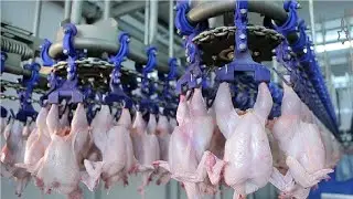 Modern ultra fast chicken processing line, Amazing food processing machine