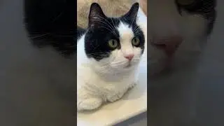 Cats Club|Cute cats daily life🐈(5) #cats #cute #shorts