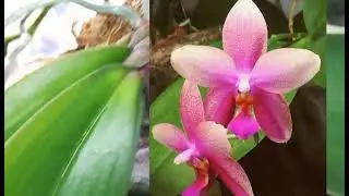 ЧАСТЬ 1.ОРХИДЕИ КОЛОСЯТСЯ 😀К ЗИМНЕМУ ЦВЕТЕНИЮ ГОТОВЫ! 🙏🤗😍❣️