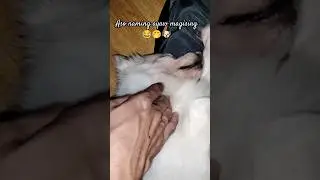 DOGGIE GISING KANA DYAN😂🤭 #trendingshorts #dogshorts #animalvlog #doglover #cutedog