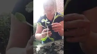 Pricking out squash, pumpkin and courgette seedlings