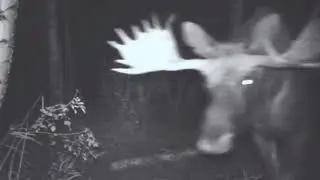 Video of animals from a photo trap in the woods, and you know what they are doing there