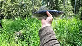 Grayling fishing at close range. Forest stream teeming with fish. The best fishing of the season....