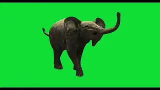 Elephant Green Screen //হাতি 