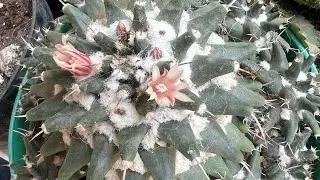 Hijuelos de cactus, cuidados de inicio a fin y todo sobre los cactus 🌵
