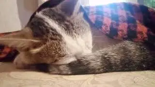 Приятных сновидений, котики