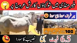 Karachi Malir Mandi Cattle Rates | Naseeb kay Soday | Cow Mandi 2024 | Malir Mandi 2024