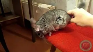 Тот момент, когда шиншиллка даёт себя потрогать:) - 2