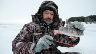 Окунь в полводы на мормышку без насадки и с опарышем.