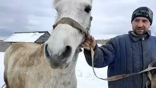 🐴Продажа Белки на 8.Марта💐🚚