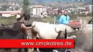 Zmaj od Sipova - 1 Prvi Deo