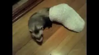 Хорек ferret