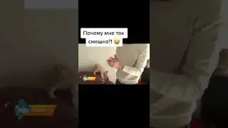 бедный львёнок