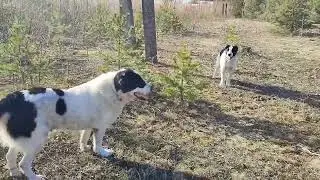 An adult CAO and a puppy (3)