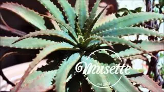 Seinabo Sey - Younger (Kygo Remix)