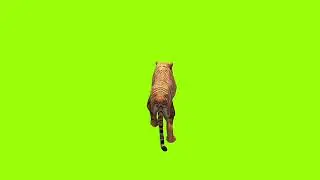 Sneaking tiger green screen। cartoon green screen।  animation green screen। Tiger green screen