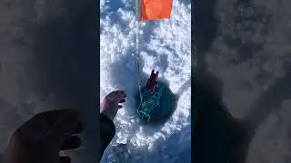 Щука исполняет желания #shorts