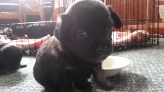 Chihuahua Puppies Learning To Dog For The First Time