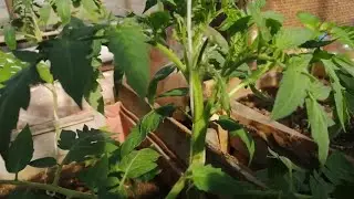 Мой сад на 23.05.23, пасынкую томаты, какие у меня сорта, высаживаю цветы.