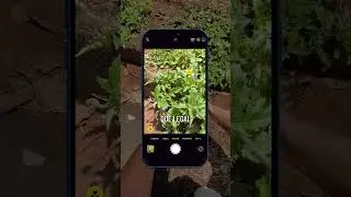 Como Fotografar Flores com Seu iPhone: Detalhes Macro Incríveis!