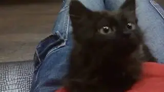 Крошка Муха  ищет Дом!