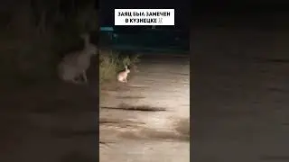 Заяц был замечен в Кузнецке🐰