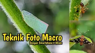 Teknik Foto Macro Smartphone dan GCam