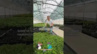 Саженцы тимьяна из САДОВ РОССИИ #садыроссии #саженцы #тимьян