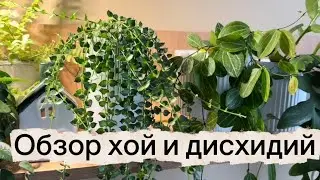 Hoya and Dischidia Review