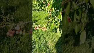 Czereśnie wyjątkowo wcześnie