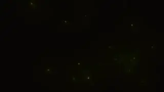 Fireflies Black Screen