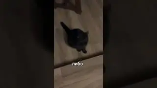 The starling has a difficult day 