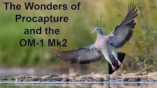 Using the Buteo Falco Hide to photograph Stock doves at low level with the OM-1 and 150-400mm Lens