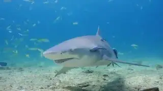 Kite Surfing / Shark Diving Spring 2016 Promo for Sears 4K TV's.