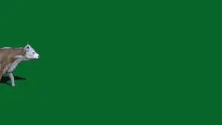 Animal Green screen effects