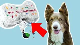 UNBOXING SURPRISE POUR OWEN  🐶 (Pinata, gâteau pour chien...)