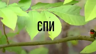 СПИ С БИБЛИЕЙ: 8 Часов 50+ Наполненных Мудростью Библейских Мест Писания