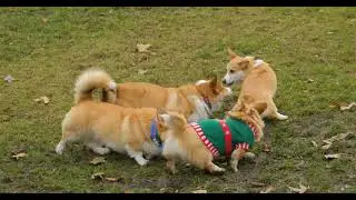 Cute dogs play and walk in IPL Final Ground