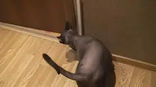 dyskinesia in cat