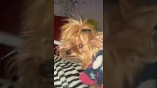 Почему у тебя по музыке 2?