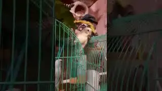 Мои любимчики попугаи Кеша и Моня не могут жить друг без друга в разных клетках