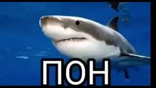 пон