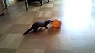 [FUN] Ferret VS easter baloon (fretka vs balon)