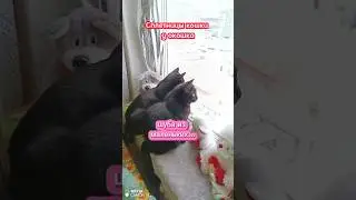 Смотри, Анька...😂 (Сплетницы  кошки  у окошка )