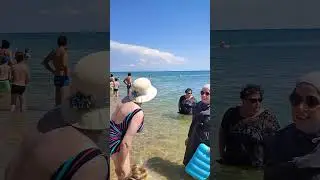 Дельфины на Бугазской косе. Анапа. Пляж.