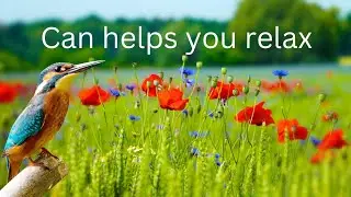Calming Music That Helps You Feel Good