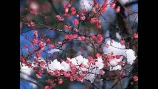 Ильнур Мусин Ялгыз калмагыз