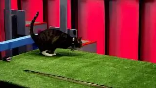 Battle Cats | Ep. 4 | Pt. 1